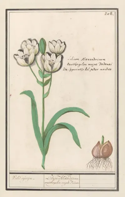 Vogelmelk (Ornithogalum arabicum)