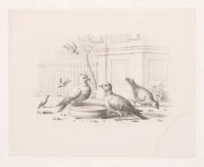 Vogels bij een drinkbak
