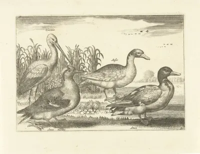 Vogels in het riet