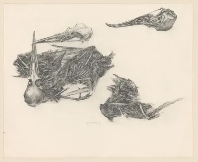 Vogelskeletten en -schedels