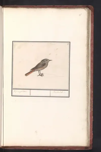 Vogeltje, mogelijk een winterkoninkje (Troglodytes troglodytes)