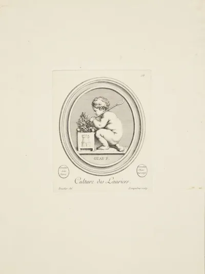 Voksende laurbær