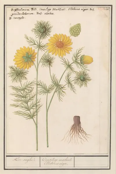Voorjaarsadonis (Adonis vernalis)
