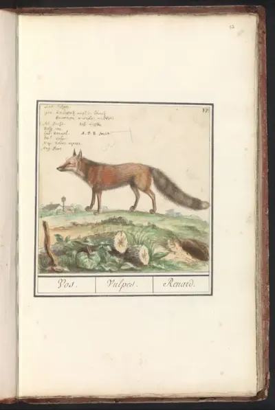 Vos (Vulpes vulpes)
