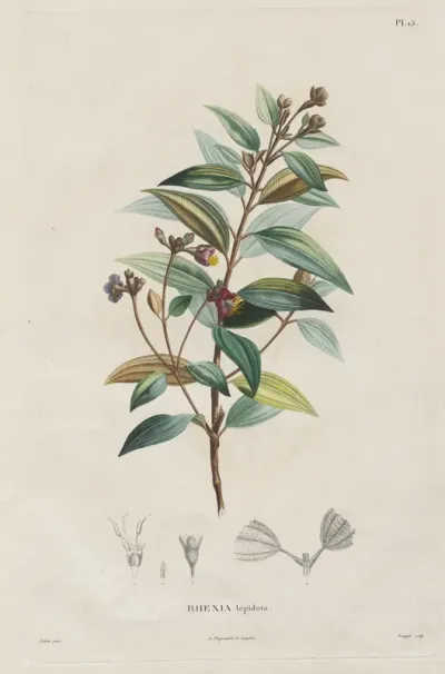 Voyage aux Régions équinoxiales du nouveau continent, fait dans les années 1709 à 1804:  Monographie des melastomacées:  No. 15