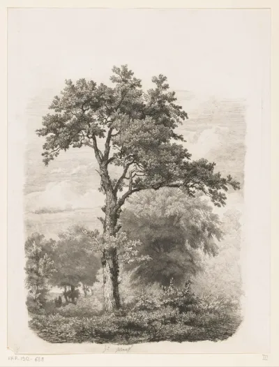 Vrijstaande loofboom in landschap