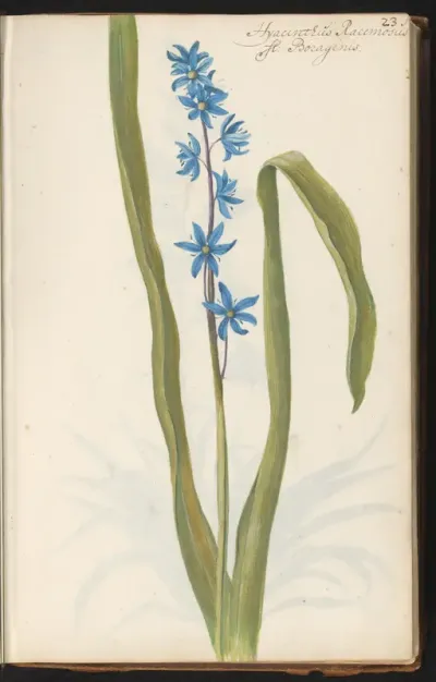 Vroege sterhyacint (Scilla bifolia)