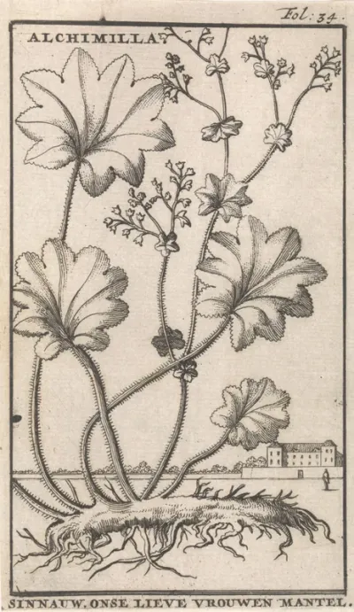 Vrouwenmantel
