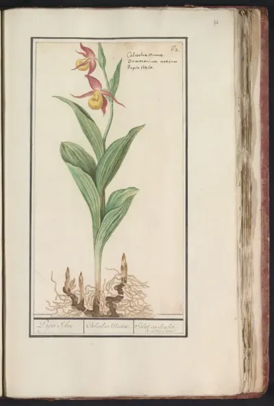 Vrouwenschoentje (Cypripedium calceolus)