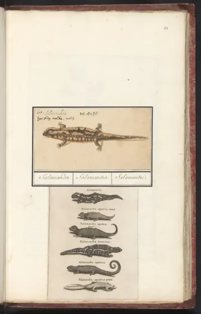 Vuursalamander (Salamandra salamandra)