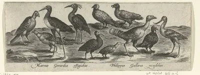 Waad- en kustvogels