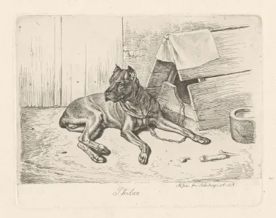Waakhond Philax