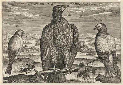 Wagtail, Eagle, and Turtledove