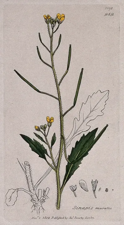 Wall rocket (Diplotaxis muralis): flowering stem, leaf and floral segments