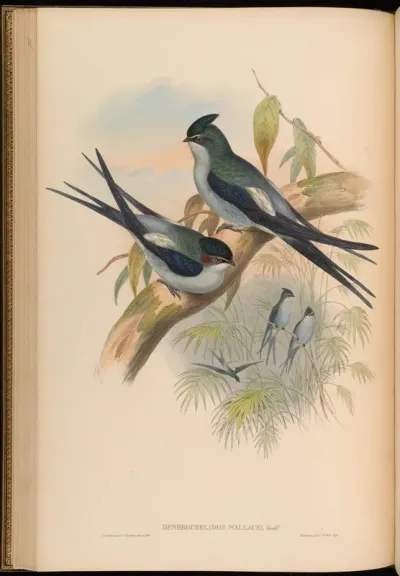 Wallace's Tree-Swift