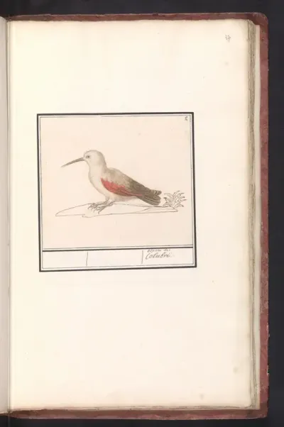 Wallcreeper