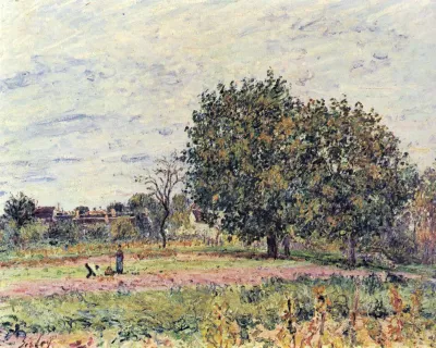 Walnut trees, sunset effect—first days of october