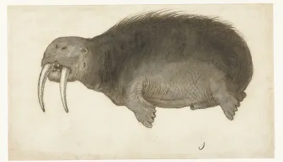 Walrus
