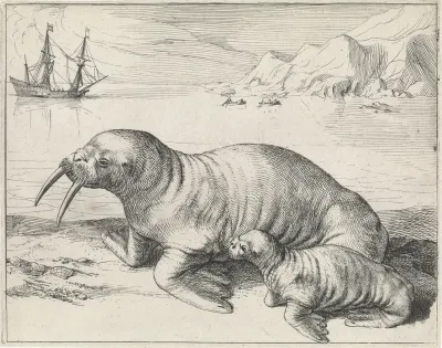 Walrus bij Spitsbergen
