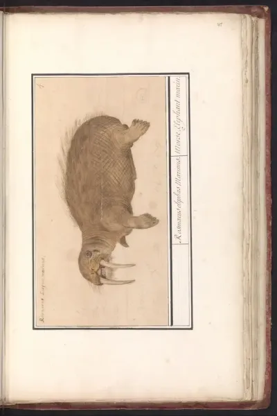 Walrus (Odobenus rosmarus)