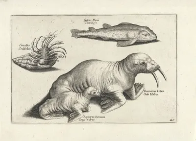 Walrussen, een vis en een krab