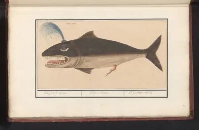 Walvis (Cetus)