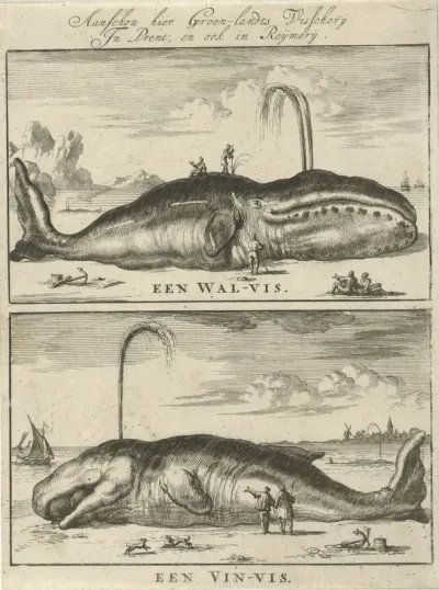 Walvis en vinvis