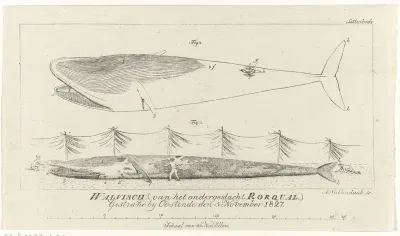 Walvis gestrand bij Oostende, 1827