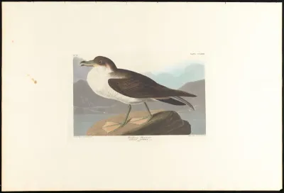 Wandering Shearwater