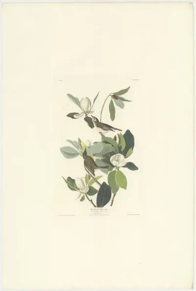 Warbling Flycatcher