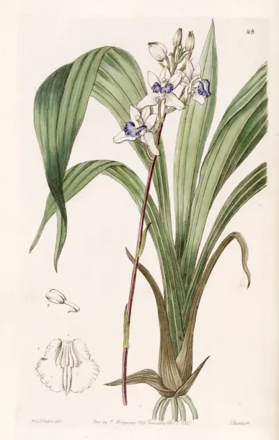 Warreella Cyanea (as syn. Warrea Cyanea)