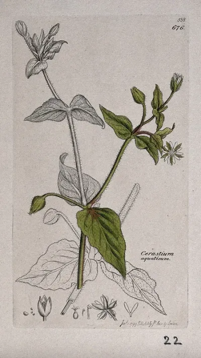 Water chickweed (Myosoton aquaticum): flowering stem and floral segments