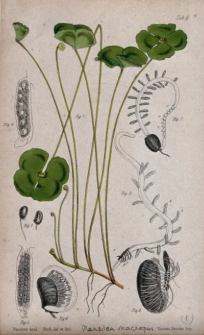 Water clover (Marsilea macropus): leafy stem with details of the sporocarp and embryonic plant