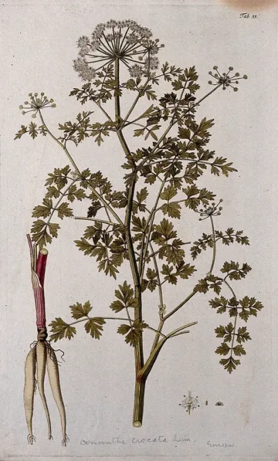 Water dropwort (Oenanthe crocata L.): flowering stem with separate root and floral segments