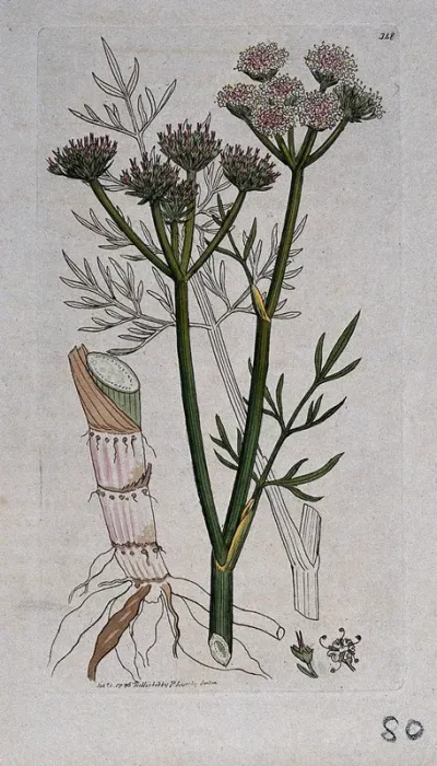Water dropwort (Oenanthe peucedanifolia): flowering stem, leaves, roots and floral segments