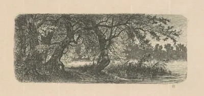 Water Elms