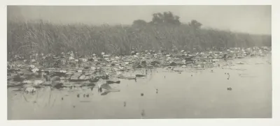 Water-Lilies