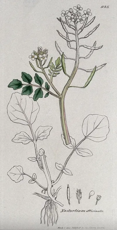 Watercress (Nasturtium officinale): flowering stem, leaf and floral segments