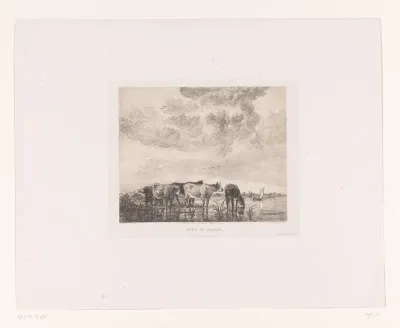 Waterende koeien