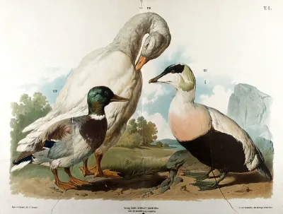 Waterfowl: three varieties, including a mallard and a white goose (?)