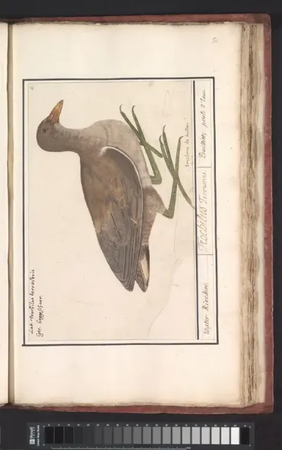 Waterhoen (Gallinula chloropus)