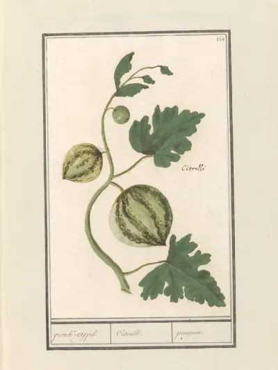 Watermelon (Citrullus vulgaris)