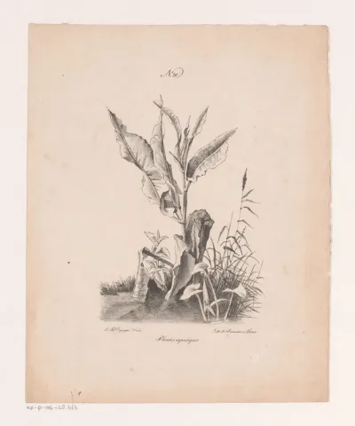 Waterplanten