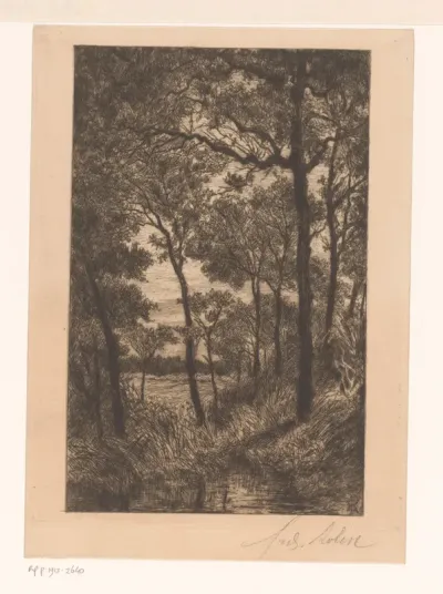 Waterplas in een bos