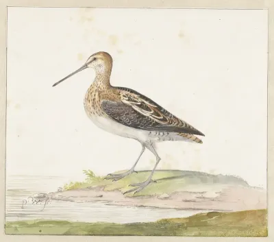 Watersnip (Gallinago gallinago)
