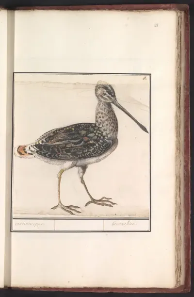 Watersnip (Gallinago gallinago)