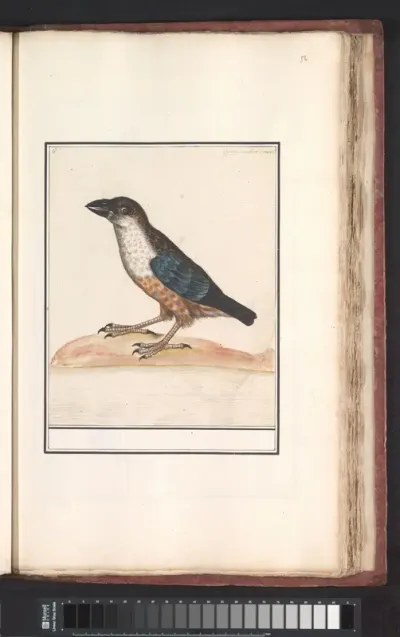 Waterspreeuw (Cinclus cinclus)