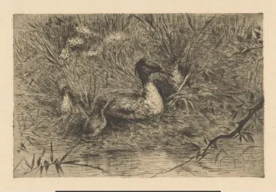 Watervogel met kuif op een nest aan het water