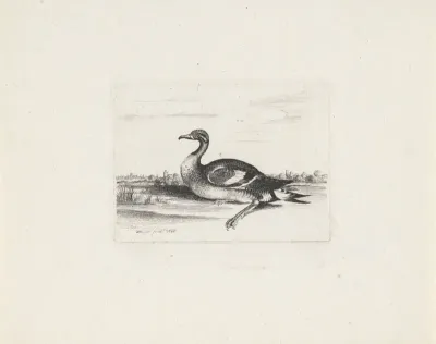 Watervogel