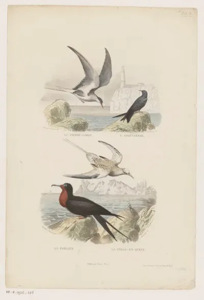 Watervogels aan de kust